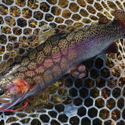 10/23　でっかいロックトラウトをキャッチ！ ～フィッシングパーク高島の泉～